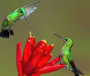 Kolibry, Kwiat