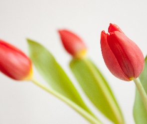 Czerwone, Tulipany