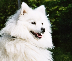 Bialy, Szpic japoński, Pies