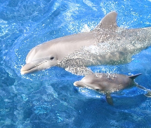 Woda, Delfiny, Białe