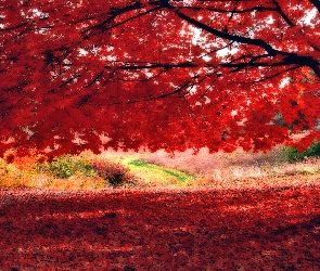 Kolorowe, Liście, Jesieni, Drzewo, Barwy
