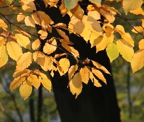 Jesienne, Liście, Żółte