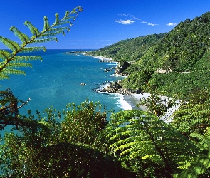 Morze Góry, Nowa Zelandia, Zieleń