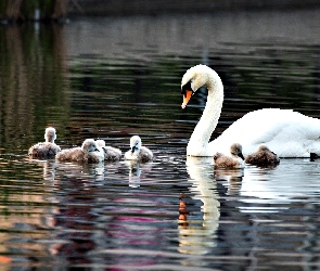 Łabędzie, Jezioro