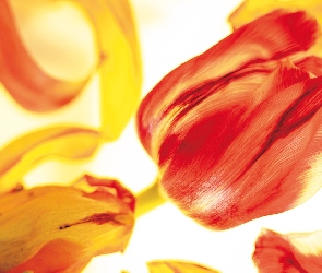 Czerwony, Tulipan