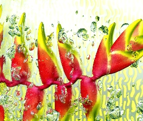 Woda, Heliconia