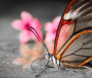 Podłoga, Kwiaty, Motyl, Greta Oto