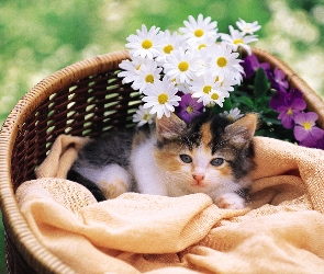 Kotek, Kwiatki, Koszyk