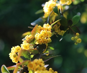 Krzew, Kwiatuszki, Żółte