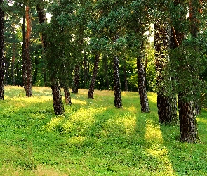 Trawa, Drzewa, Lasek, Sosnowy