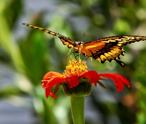 Kwiat, Motyl