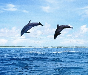 Delfiny, Morze, Dwa