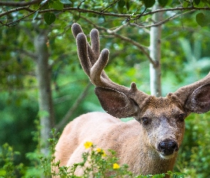 Poroże, Las, Jeleń
