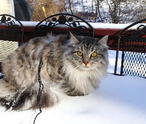 Balkon, Śnieg, Kotek