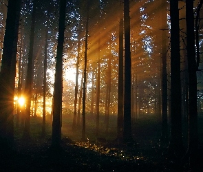 Promienie, Słoneczne, Las