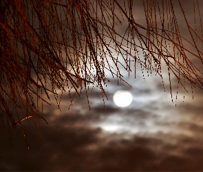 Księżyc, Niebo, Gałązki, Nocne