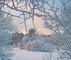Śnieg, Drzewa, Zima