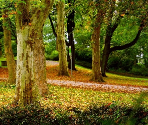 Park, Drzewa, Jesienny