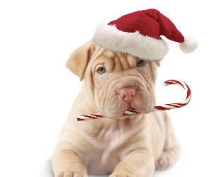 Mikołaja, Czapka, Pies, Shar Pei