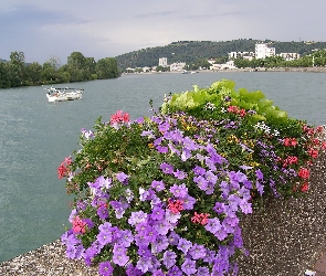 Rzeka, Francja, Kwiaty, Panorama, Vienne