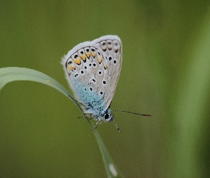 Trawa, Łąka, Motyl