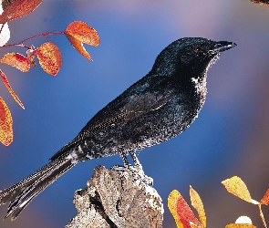 Szpak