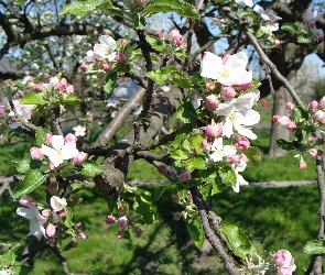 Kwitnąca, Jabłoń