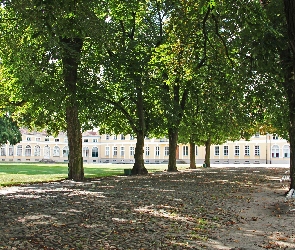Kasztanowce, Rogalin, Pałac, Park, Aleja