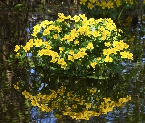 Kaczeńce, Woda, Odbicie