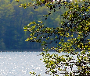 Drzewo, Liście, Jezioro