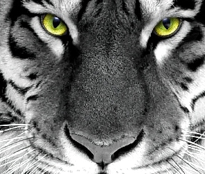 Tygrys, Oczy, Zielone