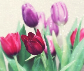 Kwiaty, Tulipany