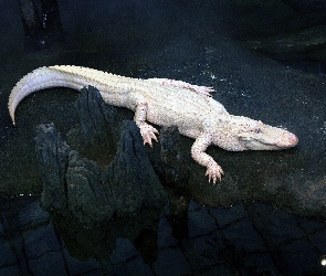 Biały, Albinos, Krokodyl