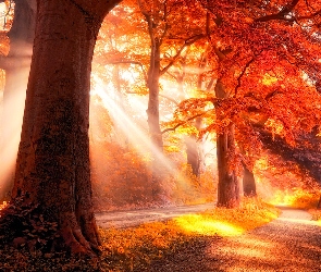 Drzewa, Alejki, Promienie Słońca