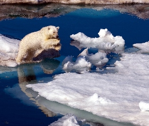 Niedźwiedź, Woda, Śnieg