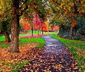 Park, Ścieszka, Jesień