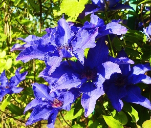 Niebieski, Clematis