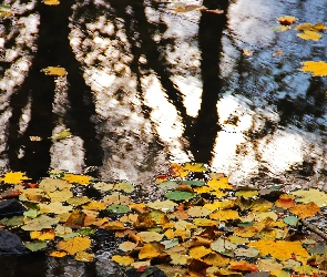 Jezioro, Jesień, Żółte, Liście, Odbicie