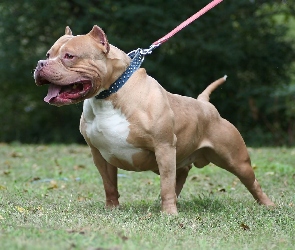 American Bully, Smycz