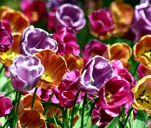 Kolorowe, Tulipany, Kwiaty
