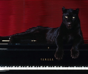 Pantera, Pianino, Czarna