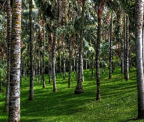 Park, Wyspy Kanaryjskie, Palmowy