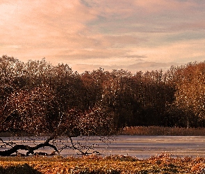 Jezioro, Przedwiośnie, Drzewa