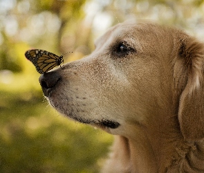 Pies, Motyl, Golden retriever