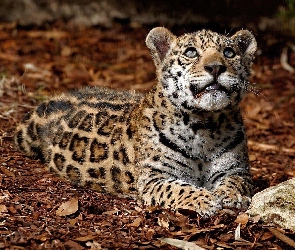 Jaguar, Młody