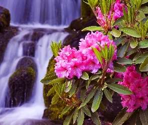 Kwiaty, Wodospad, Rododendrony