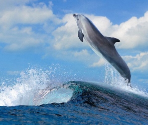 Delfin, Morze