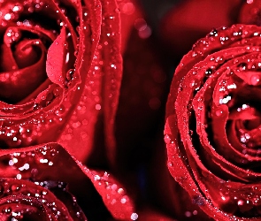 Czerwone, Rosy, Krople, Róże
