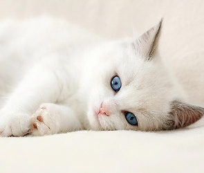 Oczy, Niebieskie, Biały, Kot