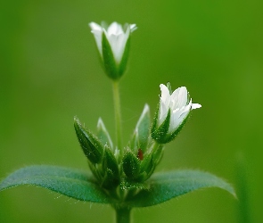 Białe, Kwiatuszki, Rogownica Pospolita